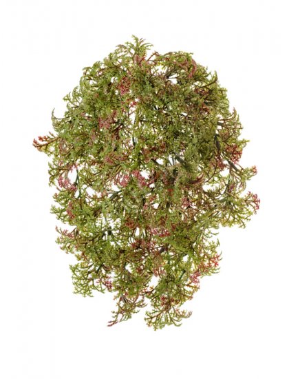 Ватер-грасс (Рясковый мох) куст зелёный с бордо