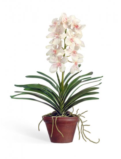 Орхидея Ванда большая кремовая с розовой крапинкой в кашпо