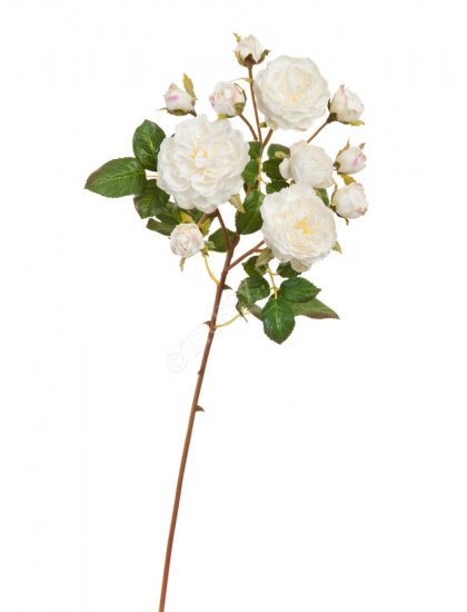 Роза Дэвид Остин ветка Спрей белая с розовой окаемкой на бутончиках