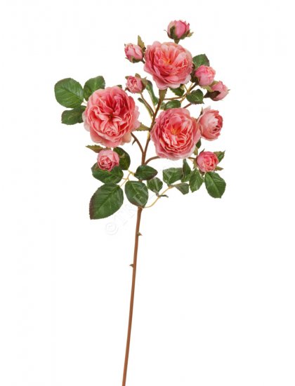 Роза Дэвид Остин ветка Спрей пастельно-розово-малиновая
