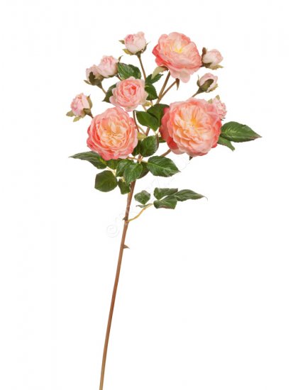 Роза Дэвид Остин ветка Спрей св.розовая с кремовым