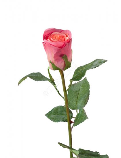 Роза Ла Бель темно-розовая