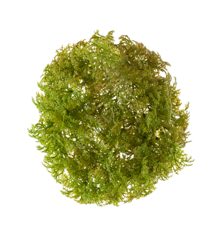 Ватер-грасс (Рясковый мох) куст св.зелёный со св.коричневым